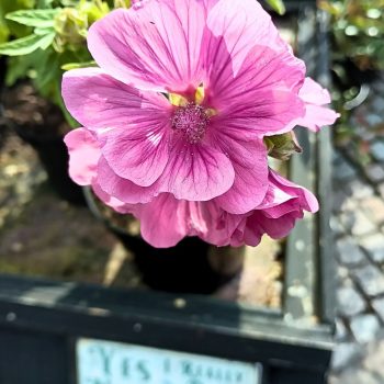 Lavatera Bredon Springs 10L