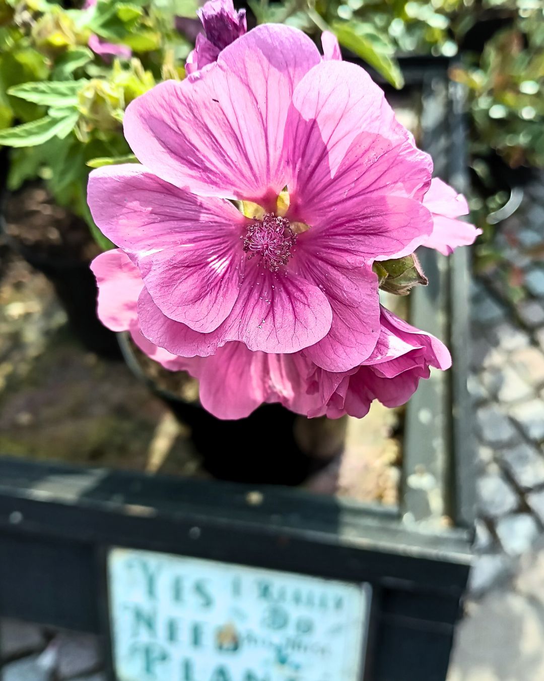 Lavatera Bredon Springs 10L
