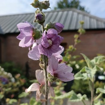 Lavatera Lilac Lady 10L