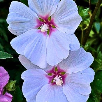 Lavatera Blushing Bride 10L